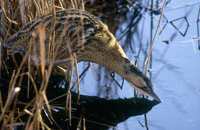 Bitterns Thrive Thanks to Brice Aggregates Landmark Quarry Restoration Project